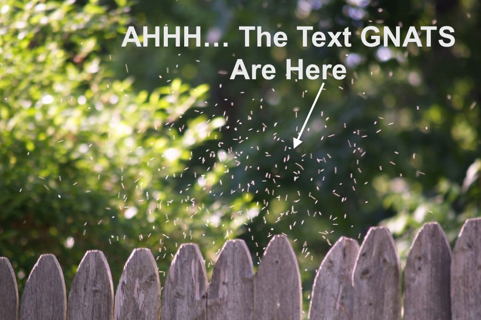 text gnats